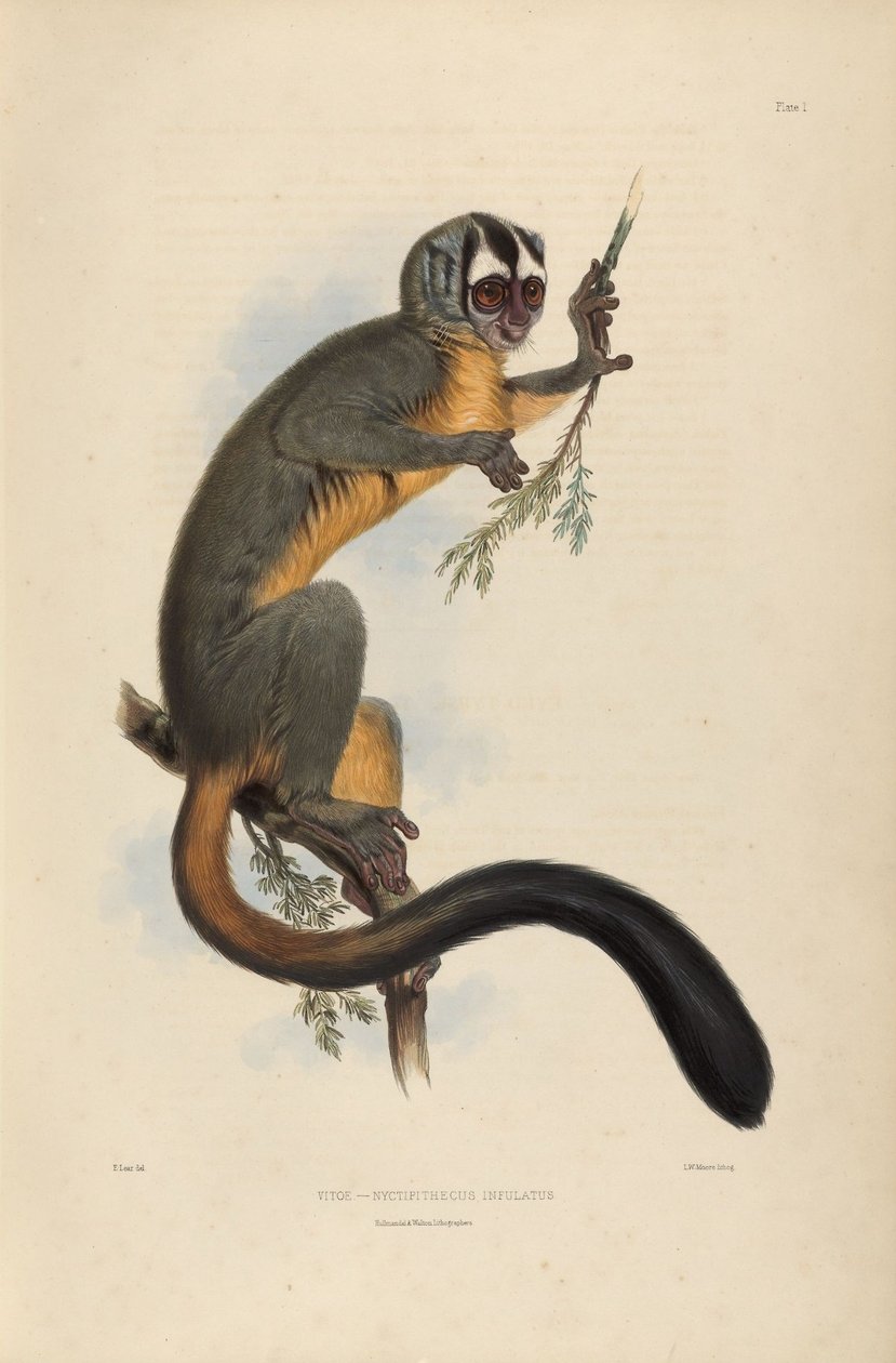 Vitoe Nyctipithecus Infulatus 作： エドワード・リア