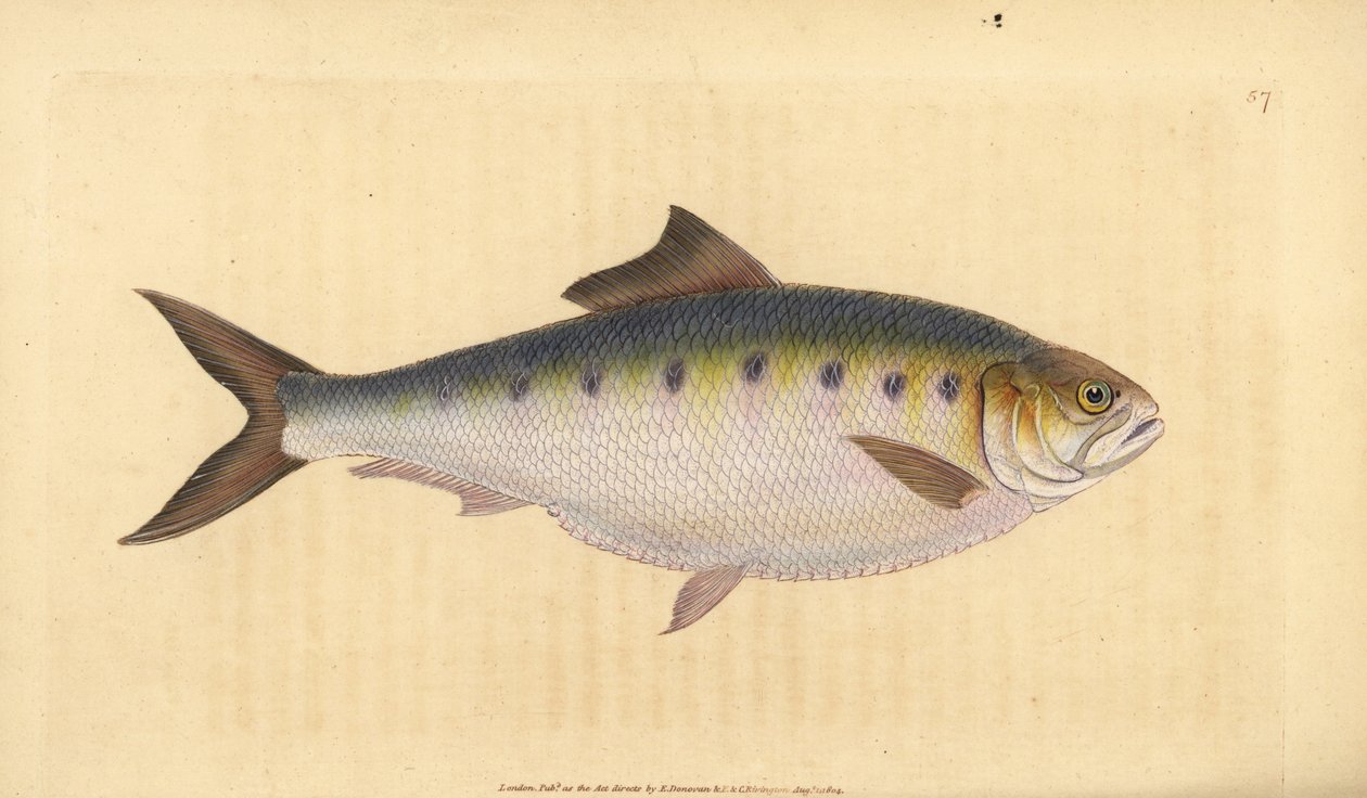 Allis shad, Alosa alosa（シャッド、Clupea alosa）。エドワード・ドノバンが、ロンドンのDonovan and F.C. and J. Rivington, Londonの「Natural History of British Fishes」から描いて彫った手彩色の銅版画。 作： エドワード・ドノヴァン
