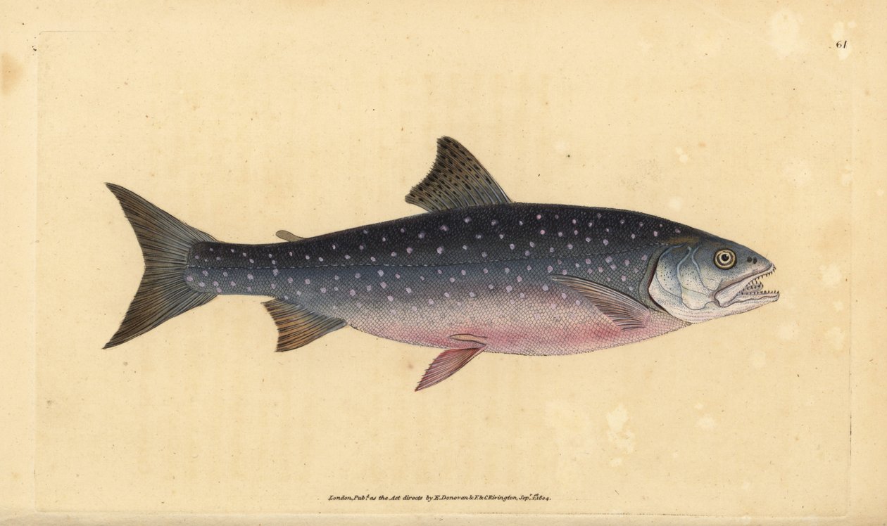北極イワナ、Salvelinus alpinus alpinus（アルパインサーモン、Salmo alpinus）。エドワード・ドノバンが、ロンドンのDonovan and F.C. and J. Rivington社の『Natural History of British Fishes』から手描きで銅版画を作成したもの。 作： エドワード・ドノヴァン