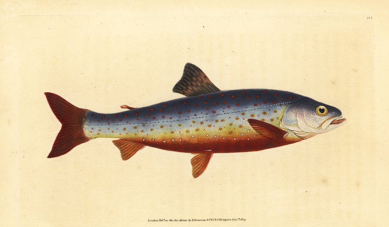 北極イワナ、Salvelinus alpinus alpinus（サルヴェリアン・イワナ、Salmo salvelinus）。エドワード・ドノバンが、ロンドンのDonovan and F.C. and J. Rivington社の『Natural History of British Fishes』から描いて彫った手彩色の銅版画。 作： エドワード・ドノヴァン