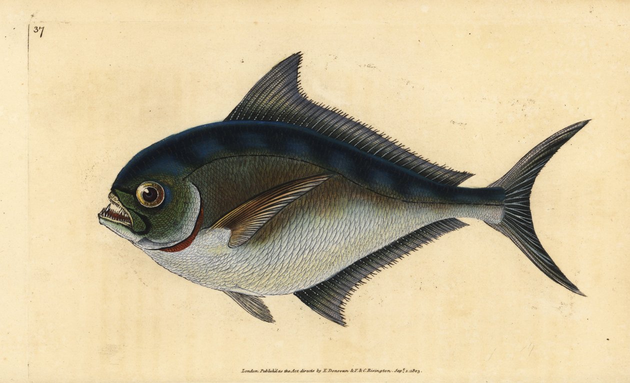 Atlantic pomfret, Brama brama (Ray