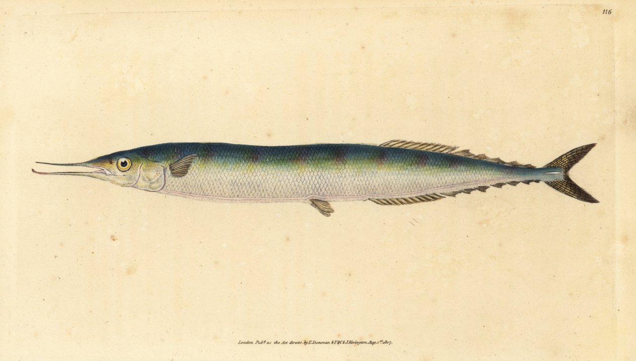 大西洋のサンマ、Scomberesox saurus saurus (Skipper pike, Esox saurus)。エドワード・ドノバンが、ロンドンのDonovan and F.C. and J. Rivington社の『Natural History of British Fishes』から手書きで描いて彫った色付き銅版画。 作： エドワード・ドノヴァン