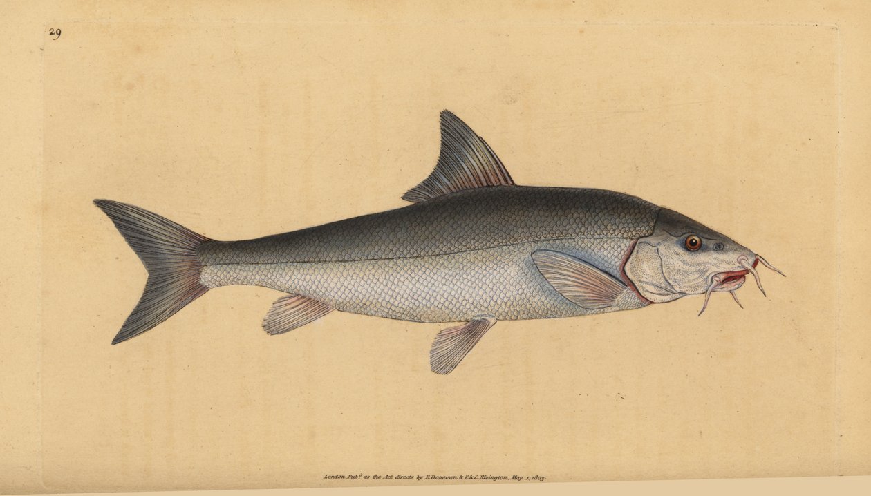 バーベル、ビアード・ビアード（Cyprinus bearded）。エドワード・ドノバンが、ロンドンのDonovan and F.C. and J. Rivington社の『Natural History of British Fishes』から描いて彫った手彩色の銅版画。 作： エドワード・ドノヴァン
