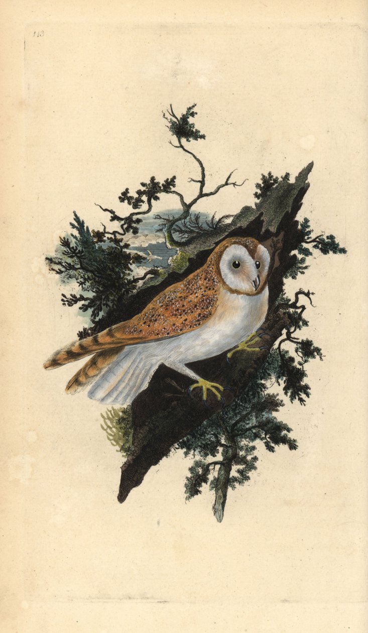 メンフクロウ（Tyto alba）。エドワード・ドノバンがロンドンで出版された自作の「英国鳥類博物誌」から描いて彫った手彩色の銅版画。 作： エドワード・ドノヴァン