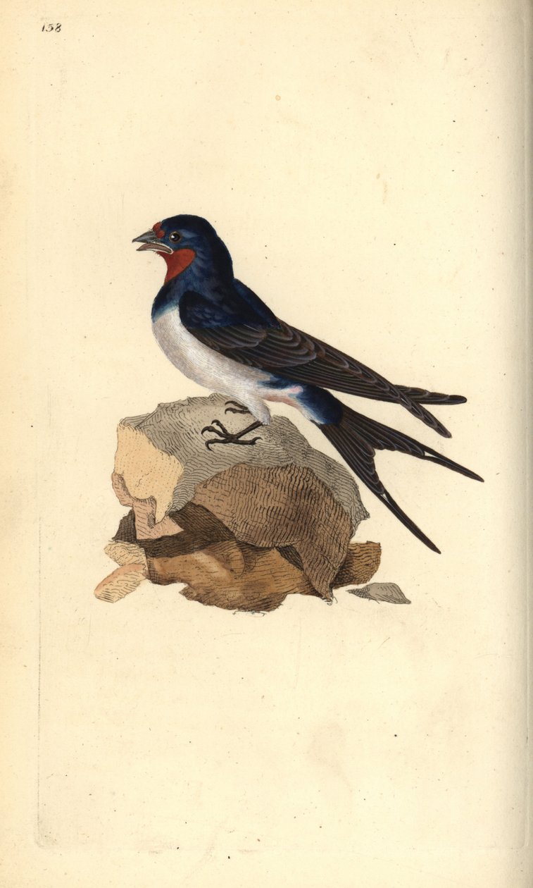 オオツバメ（Hirundo rustica）。エドワード・ドノバンがロンドンで出版した「英国鳥類博物誌」から描いて彫った手彩色の銅版画。 作： エドワード・ドノヴァン