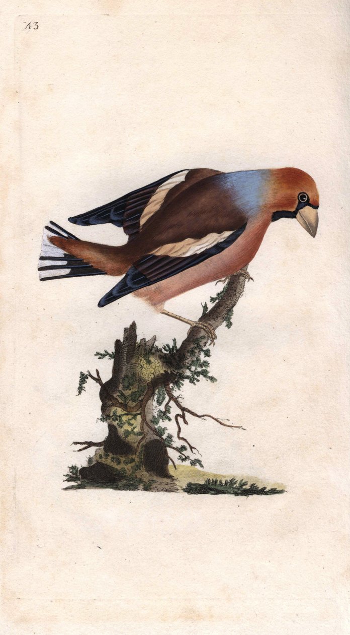 大きなくちばしでコアを割る。Coccothrausts（Loxia coccothraustes）。エドワード・ドノバン（1768-1837）による銅版画、Histoire naturelle des oiseaux britanniques, Londonに掲載。 作： エドワード・ドノヴァン