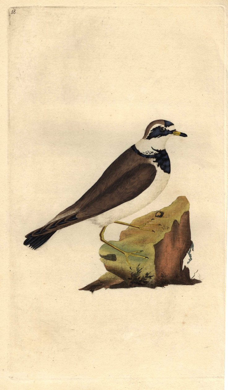 ビッググラベロー。Charadrius hiaticula.エドワード・ドノヴァン（1768-1837）による銅版画、ロンドンのHistoire naturelle des oiseaux britanniquesに掲載。 作： エドワード・ドノヴァン