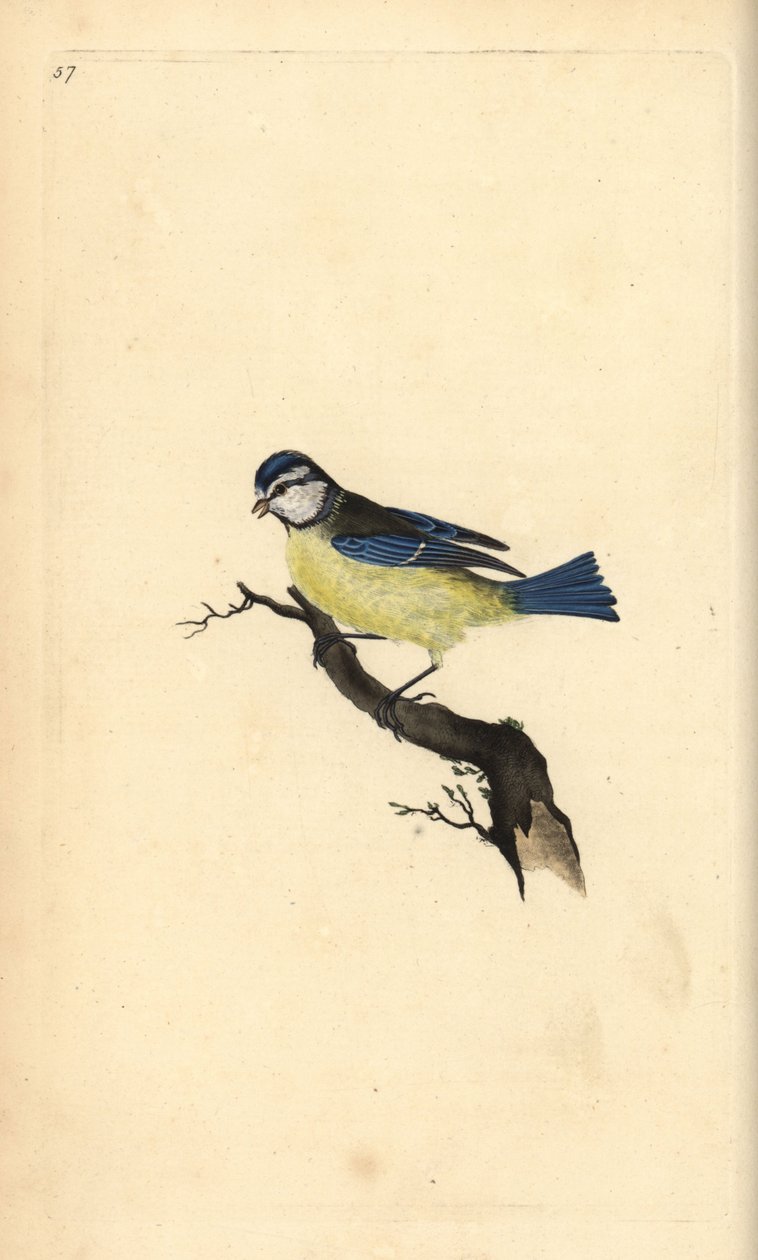 ブルーティ（Cyanistes caeruleus）。エドワード・ドノバンがロンドンで出版した自作の「英国鳥類博物誌」から描いて彫った手彩色の銅版画。 作： エドワード・ドノヴァン