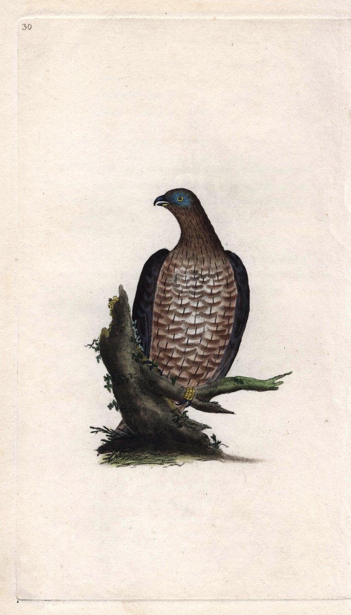 ボンドリーのアピボラスPernis apivorus（Falco apivorus）。エドワード・ドノヴァン（1768-1837）による銅版画、ロンドンのHistoire naturelle des oiseaux britanniquesに掲載されたもの 作： エドワード・ドノヴァン
