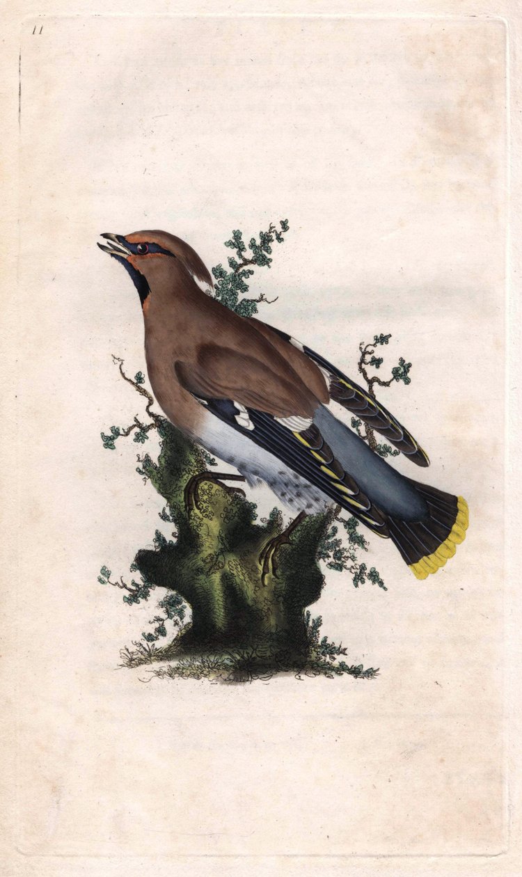ボレアルジャスパー（Boreal jasper）。Bombycilla garrulus（Ampelis garrulus）。エドワード・ドノヴァン（1768-1837）による銅版画、『Histoire naturelle des oiseaux britanniques』（ロンドン）掲載 作： エドワード・ドノヴァン