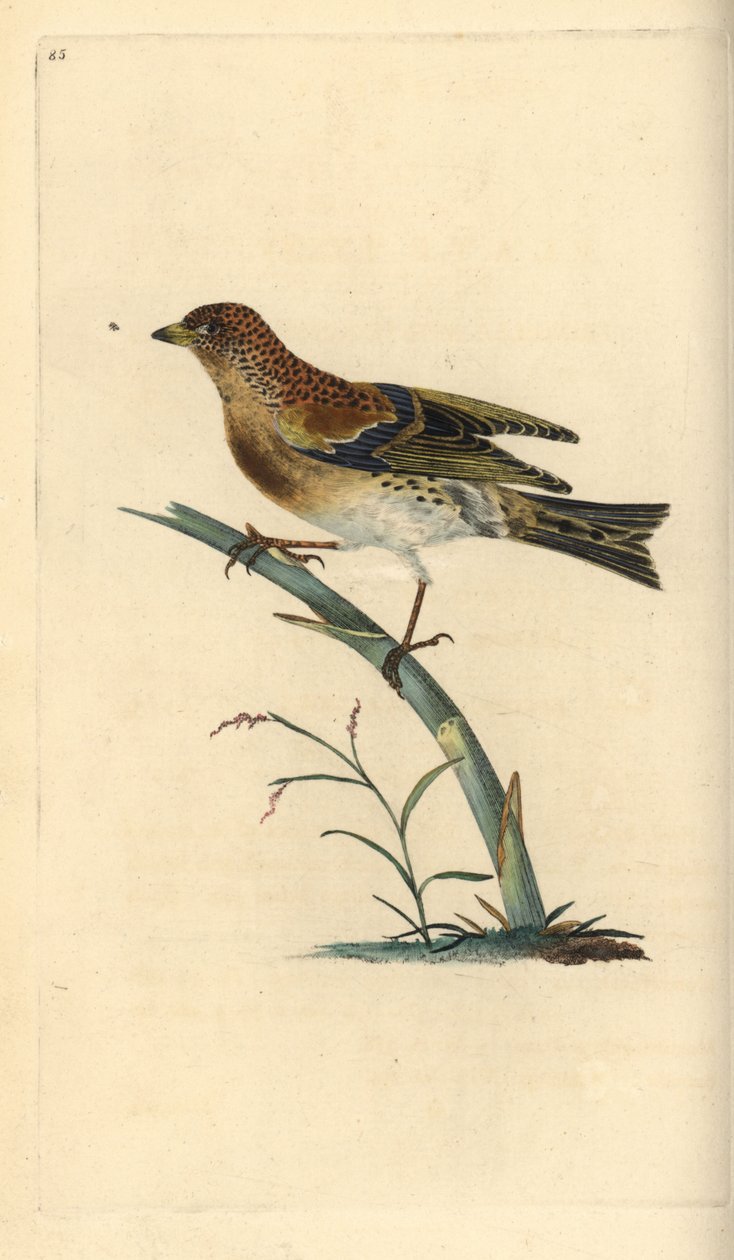 Brambling, Fringilla montifringilla.エドワード・ドノバンがロンドンで出版した「英国鳥類博物誌」から描いて彫った手彩色の銅版画。 作： エドワード・ドノヴァン