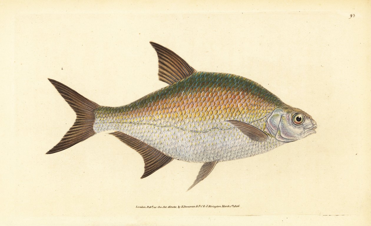 Bream, Abramis brama (Cyprinus brama).エドワード・ドノヴァンが、ロンドンのDonovan and F.C. and J. Rivington社の『Natural History of British Fishes』から描いて彫った手彩色の銅版画。 作： エドワード・ドノヴァン