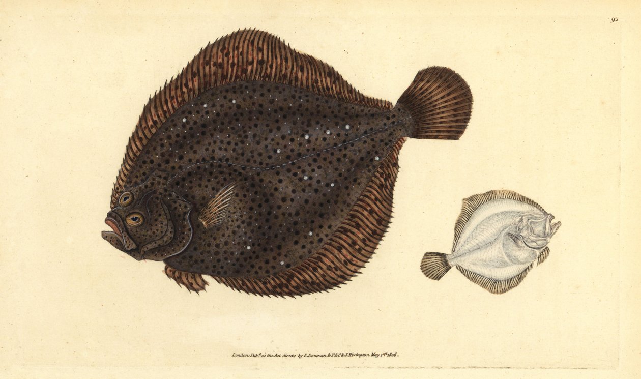 Brill or pearl, Scophthalmus rhombus (Pleuronectes rhombus).エドワード・ドノバンが、ロンドンのDonovan and F.C. and J. Rivington社の『Natural History of British Fishes』から描いて彫った手彩色の銅版画。 作： エドワード・ドノヴァン