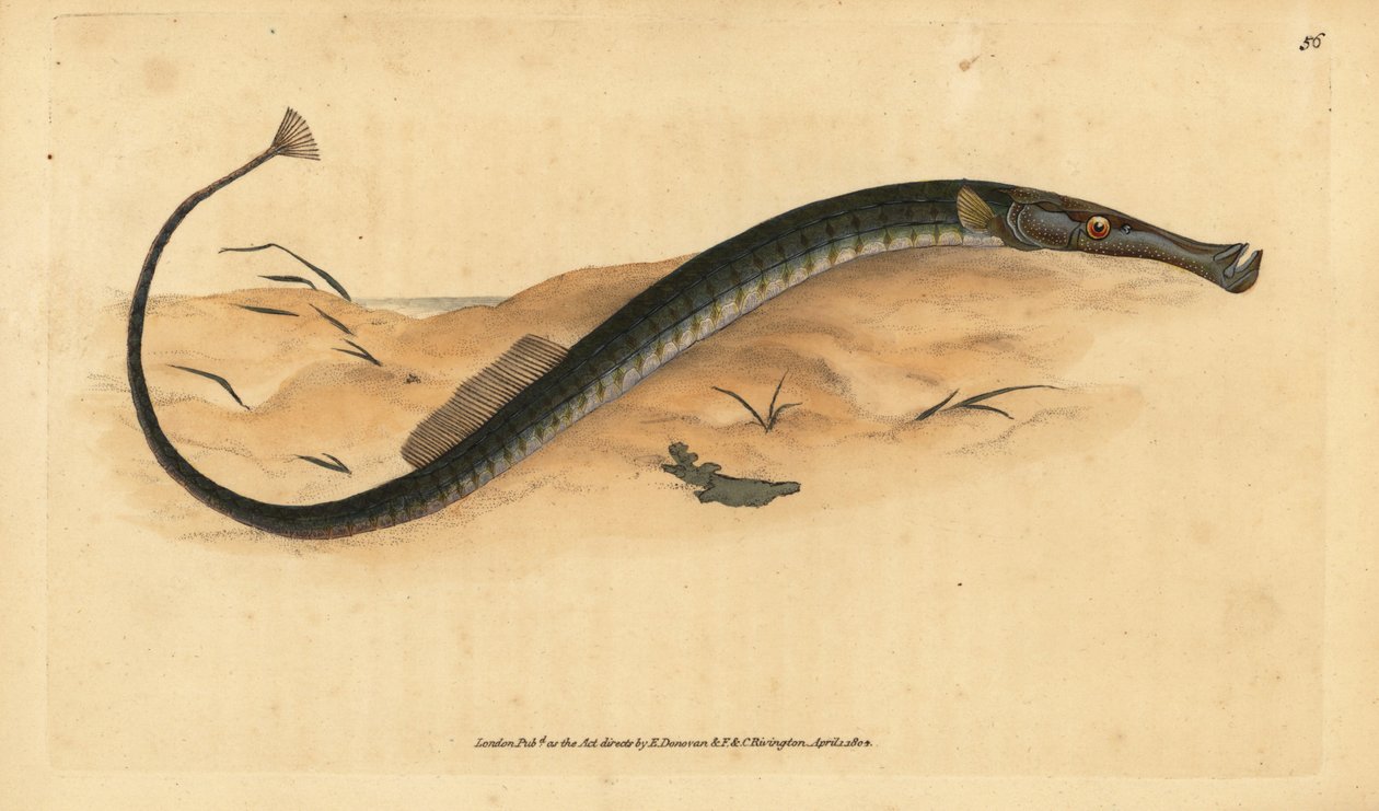 Broadnosed or Shorter pipefish。Syngnathus typhle.エドワード・ドノバンが、ロンドンのDonovan and F.C. and J. Rivington社の『Natural History of British Fishes』から手書きで描いて彫った色付き銅版画。 作： エドワード・ドノヴァン