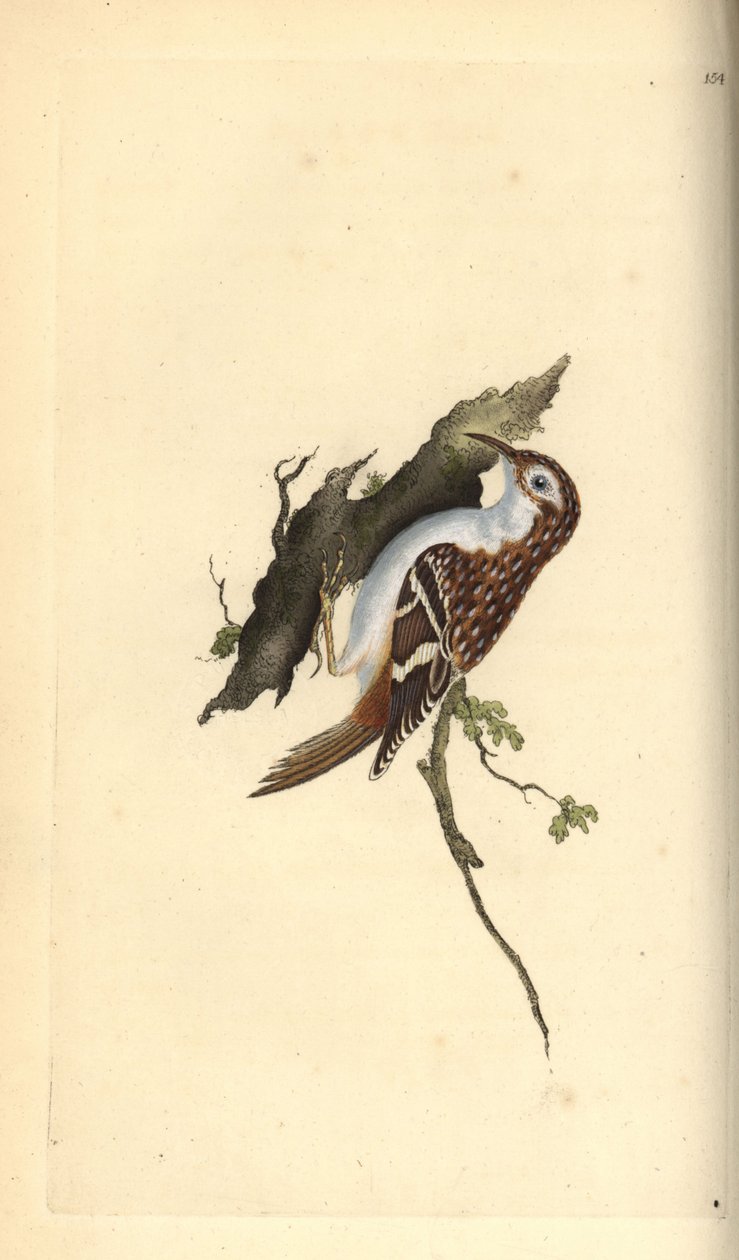 ブラウンクリーパー（Certhia familiaris）。エドワード・ドノバンがロンドンの「英国鳥類博物誌」から描いて彫った手彩色の銅版画。 作： エドワード・ドノヴァン