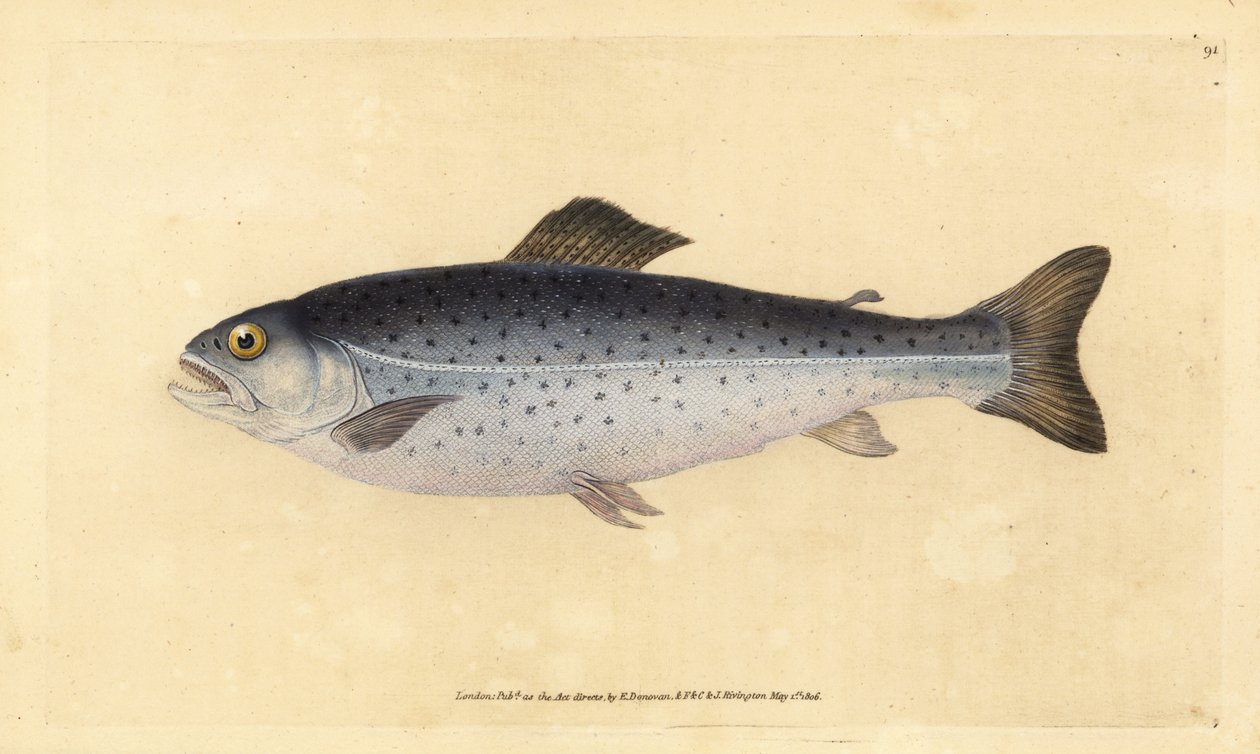 ブラウン・トラウト（Salmo trutta）（Sewen, Salmo cambricus）。エドワード・ドノヴァンが、ロンドンのDonovan and F.C. and J. Rivington社の『Natural History of British Fishes』から手彩色の銅版画を描いて彫刻したもの。 作： エドワード・ドノヴァン