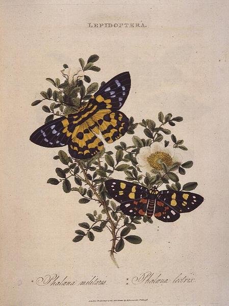 蝶。Phalaena Militaris, Phalaena Lectrix, pub. 作： エドワード・ドノヴァン