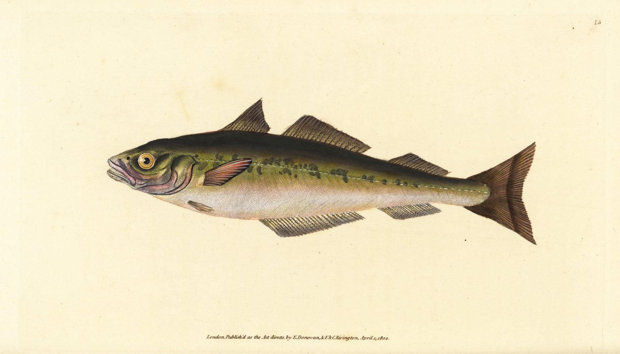 Coalfish or saithe, Pollachius virens (Gadus carbonarius).エドワード・ドノバンが、ロンドンのDonovan and F.C. and J. Rivington社の『Natural History of British Fishes』から、手書きで描いて彫った色付き銅版画。 作： エドワード・ドノヴァン