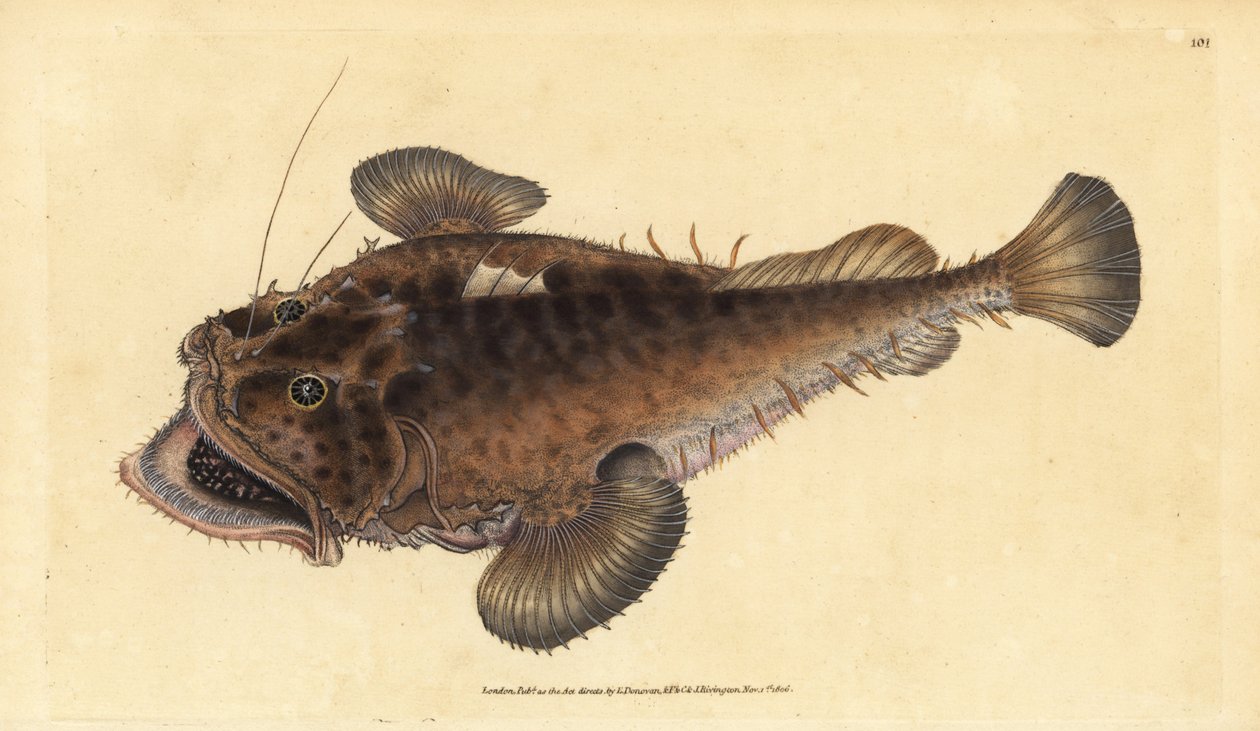 コモンアンコウ、Lophius piscatorius。エドワード・ドノバンが、ロンドンのDonovan and F.C. and J. Rivington社の『Natural History of British Fishes』から手彩色の銅版画を描いて彫刻したもの。 作： エドワード・ドノヴァン