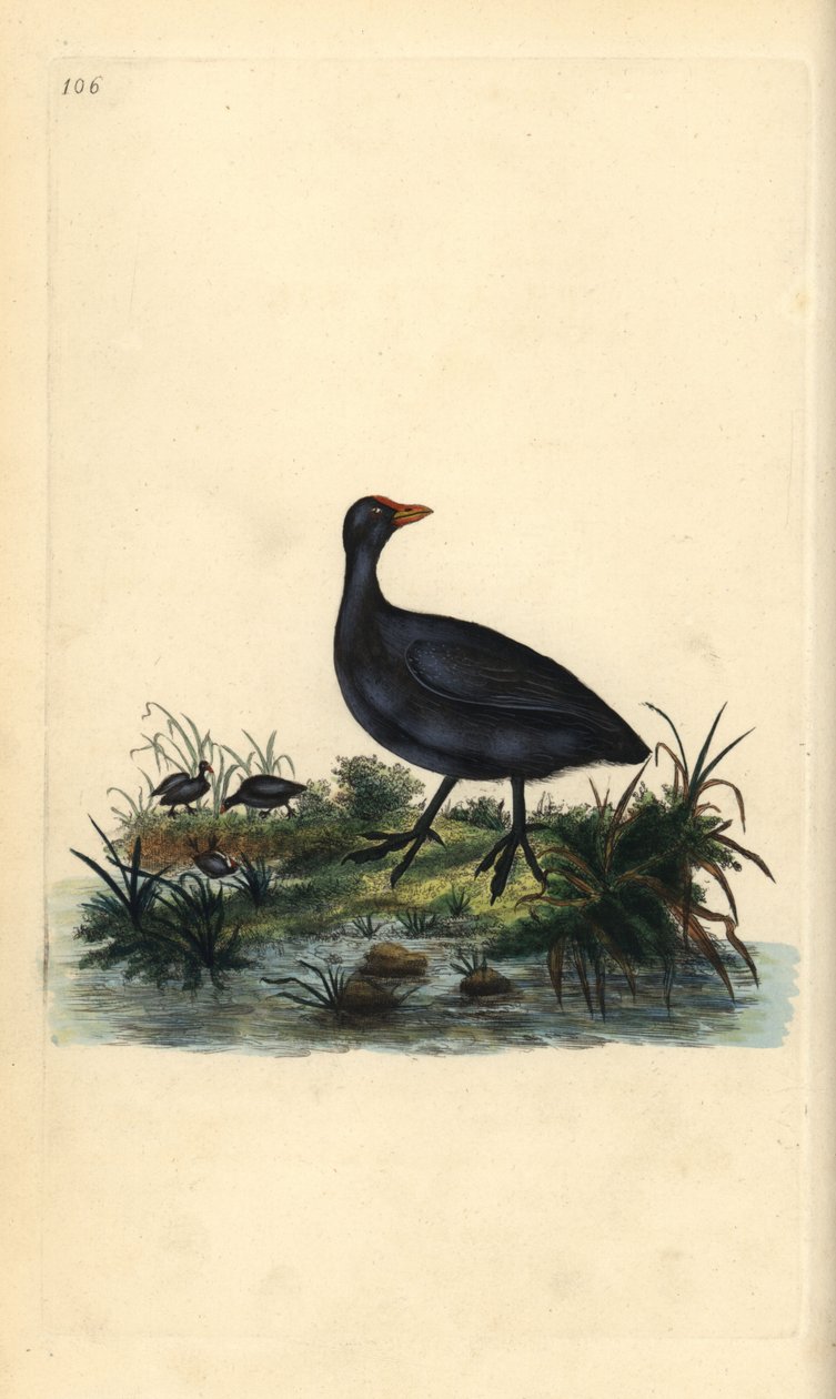 コマドリ（Fulica atra）。エドワード・ドノバンがロンドンで出版した自作の「英国鳥類博物誌」から描いて彫った手彩色の銅版画。 作： エドワード・ドノヴァン