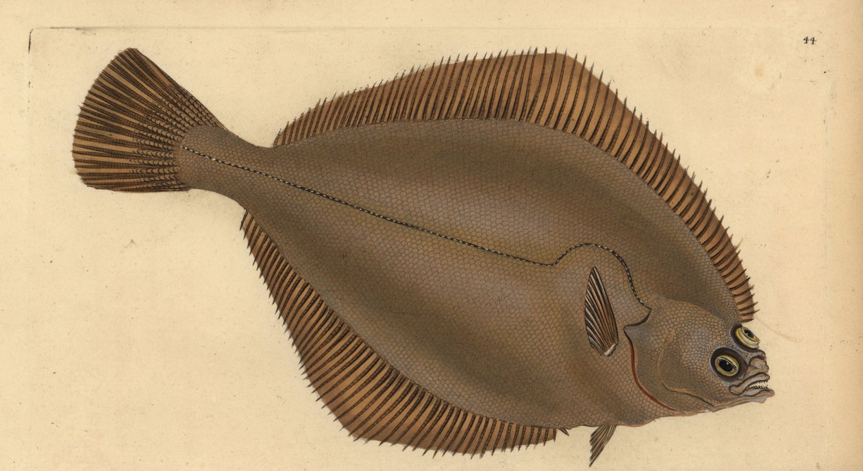 コモンダブ、リマンダ・リマンダ（Pleuronectes limanda）。エドワード・ドノバンが、ロンドンのDonovan and F.C. and J. Rivington社の『Natural History of British Fishes』から、手書きで描いて彫った色付き銅版画。 作： エドワード・ドノヴァン