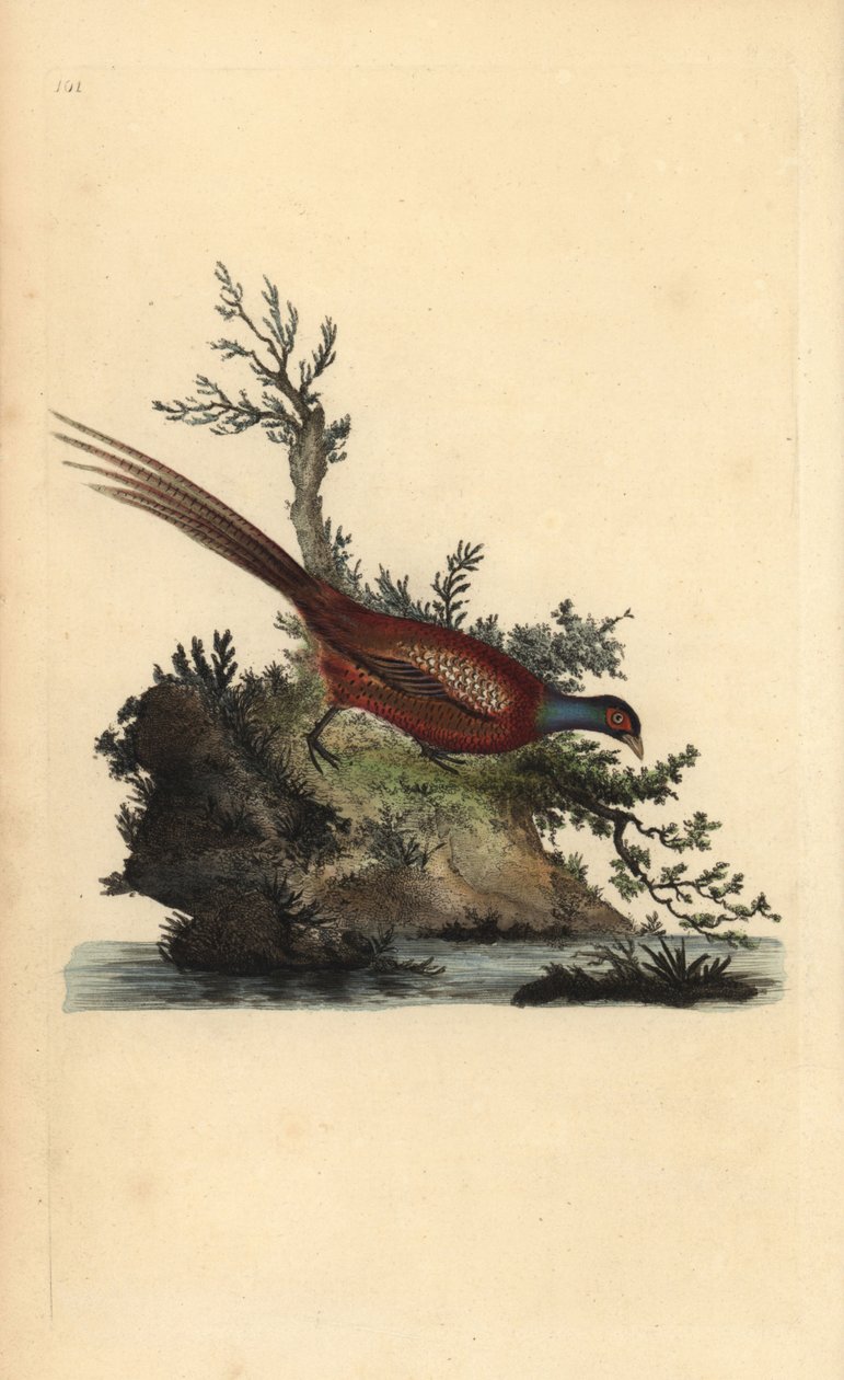 キジ（Phasianus colchicus）。エドワード・ドノバンがロンドンで出版した「英国鳥類博物誌」から描いて彫った手彩色の銅版画。 作： エドワード・ドノヴァン