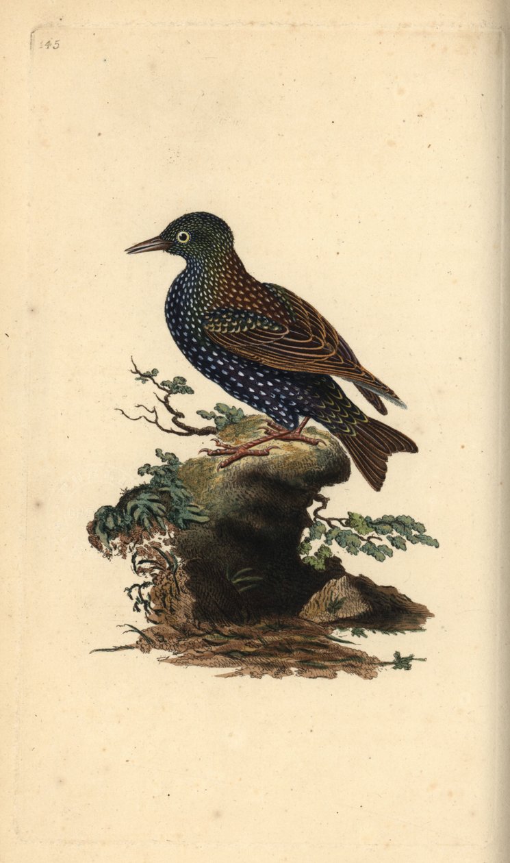 コムクドリ（Sturnus vulgaris）。エドワード・ドノバンがロンドンで出版した自作の「英国鳥類博物誌」から描いて彫った手彩色の銅版画。 作： エドワード・ドノヴァン