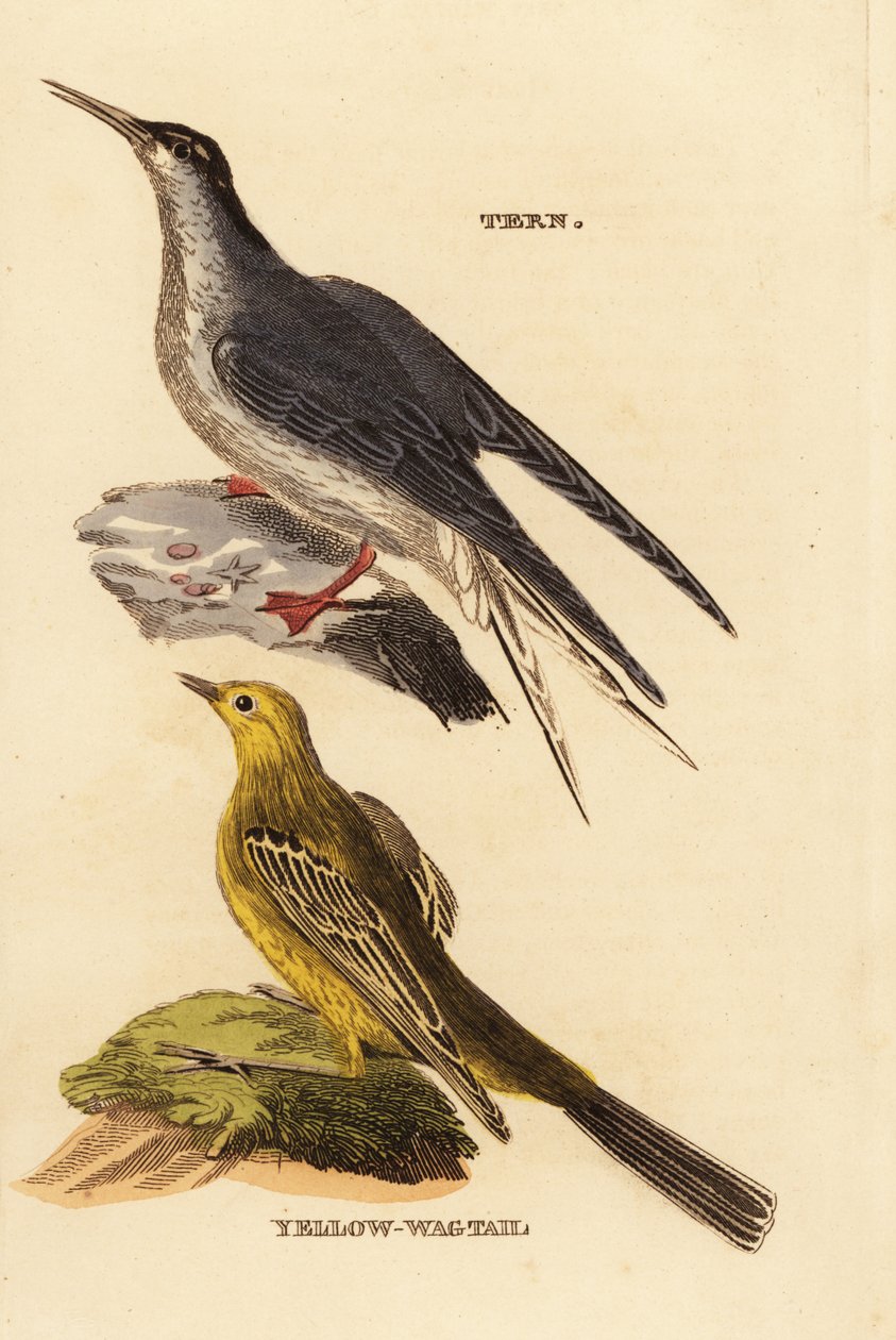 コアジサシ(Sterna hirundo)、キセキレイ(Motacilla flava) 作： エドワード・ドノヴァン
