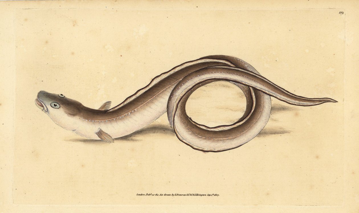 Conger eel, Muraena conger.エドワード・ドノバンがイギリスの魚類の自然史から描いて彫った手彩色の銅版画、ドノバンとF.C.とJ.リヴィントン、ロンドン 作： エドワード・ドノヴァン