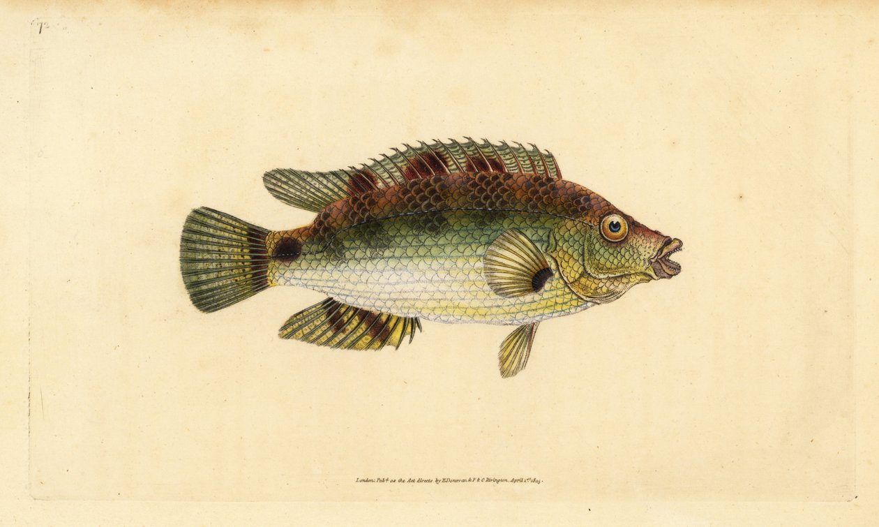 コウライシジミ、Symphodus melops（ゴールドフィニー、Labrus cornubius）。エドワード・ドノバンが、ロンドンのDonovan and F.C. and J. Rivington社の『Natural History of British Fishes』から、手書きで描いて彫った色付き銅版画。 作： エドワード・ドノヴァン