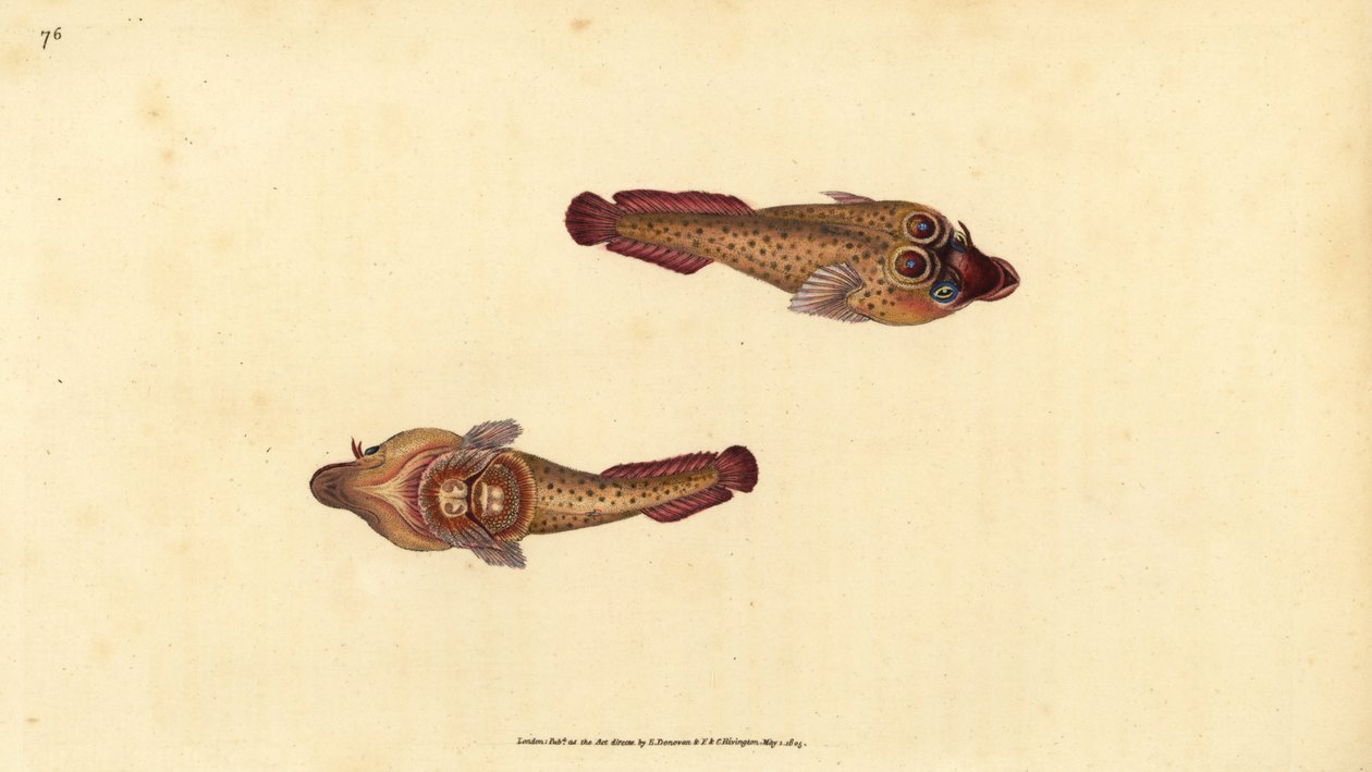コーニッシュ・サッカー、Lepadogaster purpurea (Ocellated sucker, Cyclopterus ocellatus)。エドワード・ドノバンが、ロンドンのDonovan and F.C. and J. Rivington社の『Natural History of British Fishes』から描いて彫った手彩色の銅版画。 作： エドワード・ドノヴァン
