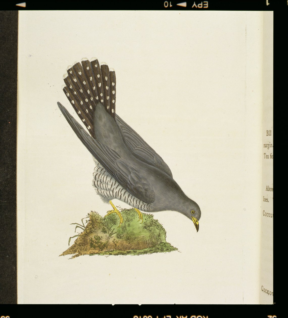 「英国の鳥の歴史」からのカッコウ、1799 作： エドワード・ドノヴァン