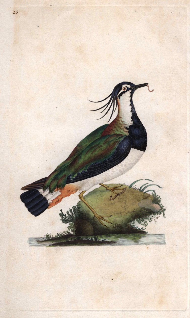 Cuppe Lapwingです。Vanellus vanellus（Tringa vanellus）。エドワード・ドノバン（1768-1837）による銅版画、『Natural History of British Birds』（ロンドン）に掲載。 作： エドワード・ドノヴァン