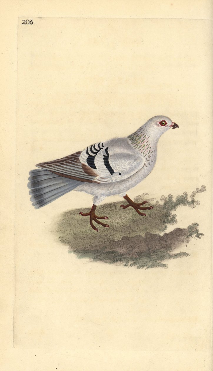 家禽のハト、Columba livia domestica。エドワード・ドノバンがロンドンで出版された自作の「英国鳥類自然史」から描いて彫った手彩色の銅版画。 作： エドワード・ドノヴァン