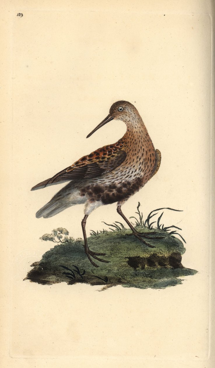 ダンリン（Calidris alpina）。エドワード・ドノバンがロンドンで出版した自作の「英国鳥類博物誌」から描いて彫った手彩色の銅版画。 作： エドワード・ドノヴァン