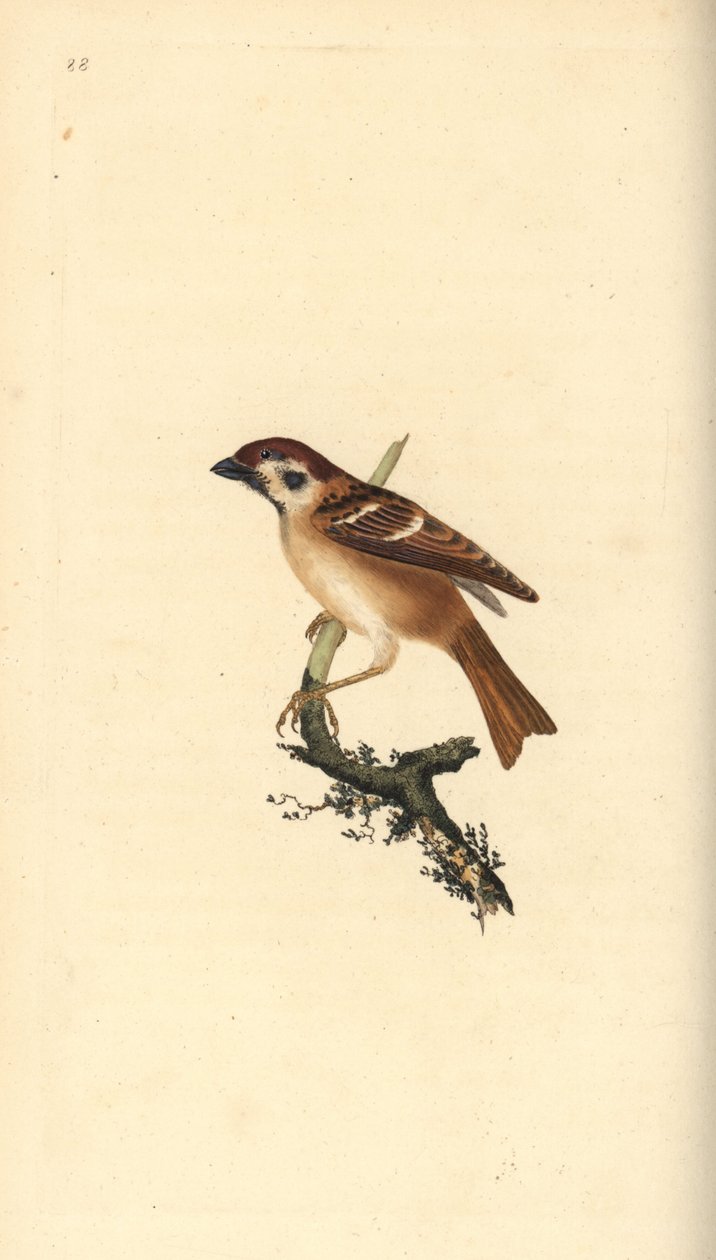 Eurasian tree sparrow, Plier montanus.エドワード・ドノバンがロンドンで出版した自作の「英国鳥類博物誌」から描いて彫った手彩色の銅版画。 作： エドワード・ドノヴァン