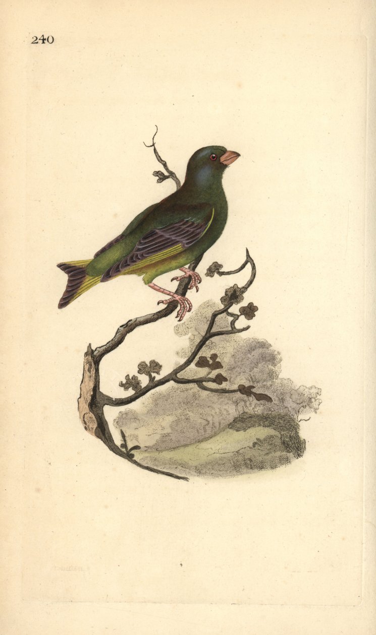European greenfinch, Carduelis chloris.エドワード・ドノバンがロンドンで出版した「英国鳥類博物誌」から描いて彫った手彩色の銅版画。 作： エドワード・ドノヴァン