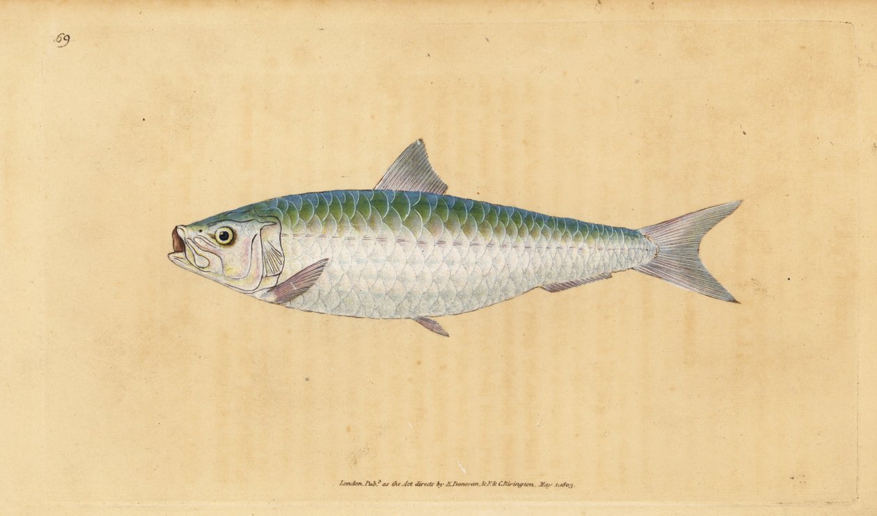 ヨーロッパのピルチャード、Sardina pilchardus（Pilchard, Clupea pilchardus）。エドワード・ドノバンが、ロンドンのDonovan and F.C. and J. Rivington社の『Natural History of British Fishes』から描いて彫った手彩色の銅版画。 作： エドワード・ドノヴァン