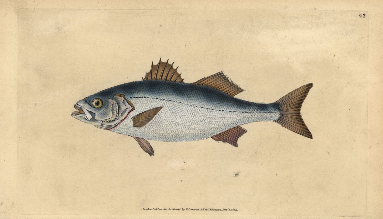 European seabasss, Dicentrarchus labrax (Basse, Perca labrax).エドワード・ドノバンが、ロンドンのDonovan and F.C. and J. Rivington社の『Natural History of British Fishes』から描いて彫った手彩色の銅版画。 作： エドワード・ドノヴァン