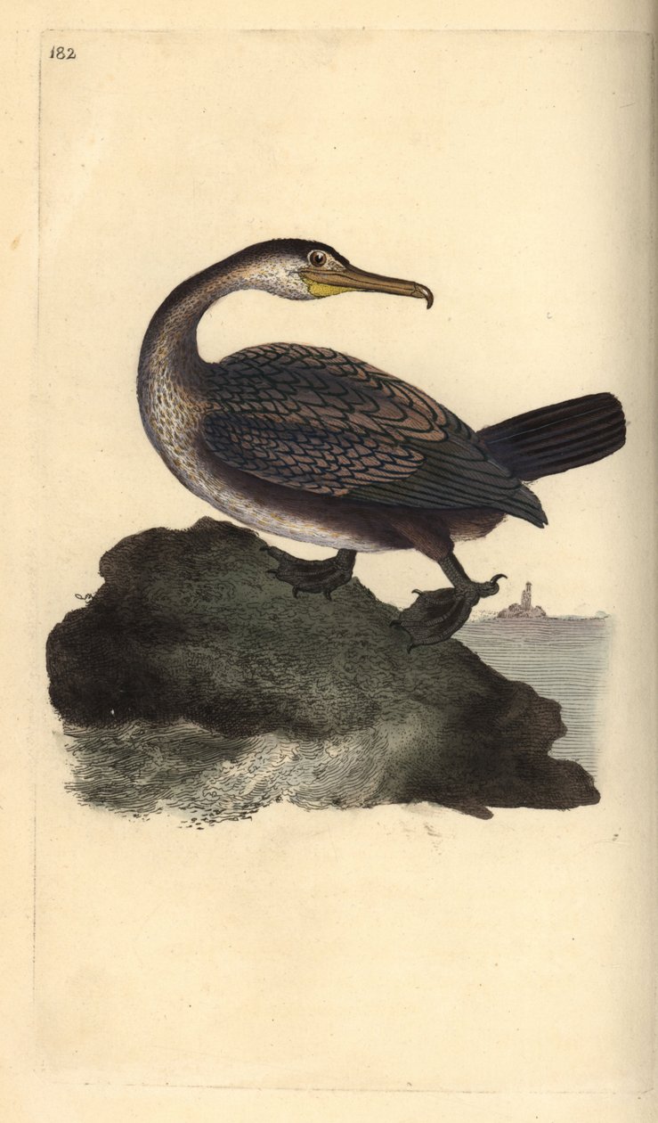 ヨーロッパオオコノハズク（Phalacrocorax aristotelis）。エドワード・ドノバンがロンドンで出版された自作の「英国鳥類自然史」から描いて彫った手彩色の銅版画 作： エドワード・ドノヴァン
