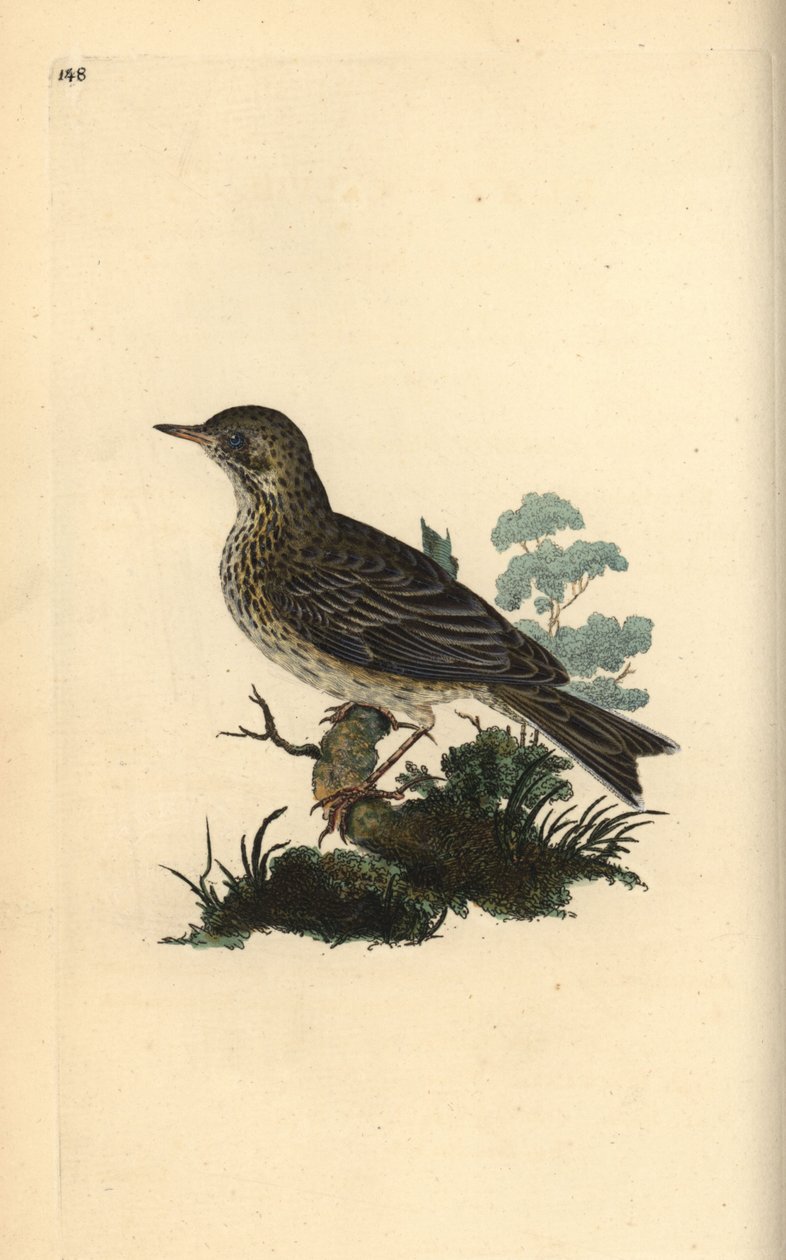 ヒバリ（Alauda minor）（またはキクイタダキ（Anthus trivialis）？エドワード・ドノヴァンがロンドンで出版された自作の「英国鳥類博物誌」から描いて彫った手彩色の銅版画。 作： エドワード・ドノヴァン