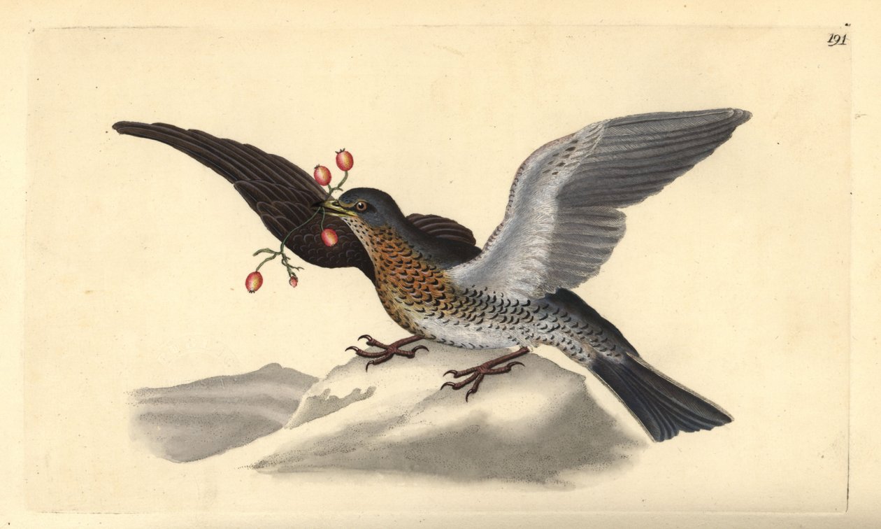 フィールドフェア（Turdus pilaris）。エドワード・ドノバンがロンドンで出版した自作の「英国鳥類博物誌」から描いて彫った手彩色の銅版画。 作： エドワード・ドノヴァン