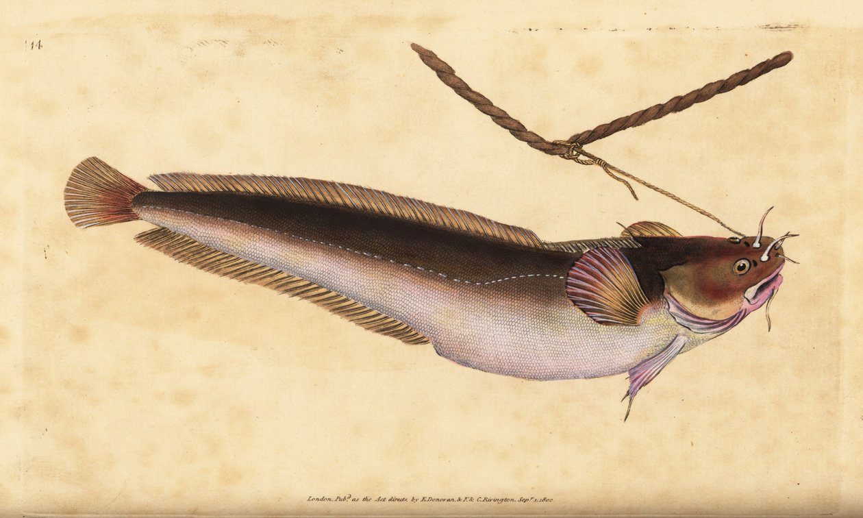5本ヒゲのロックリング、Ciliata mustela（5本ヒゲのタラの魚、Gadus mustela）。エドワード・ドノバンが、ロンドンのDonovan and F.C. and J. Rivington社の『Natural History of British Fishes』から、手書きで描いて彫った色付きの銅版画。 作： エドワード・ドノヴァン