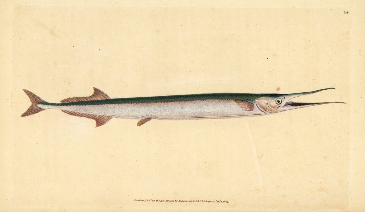 ガーフィッシュまたは海の針、Belone belone（海のパイクまたはガーフィッシュ、Esox belone）。エドワード・ドノヴァンが、ロンドンのDonovan and F.C. and J. Rivington社の『Natural History of British Fishes』から描いて彫った手彩色の銅版画。 作： エドワード・ドノヴァン