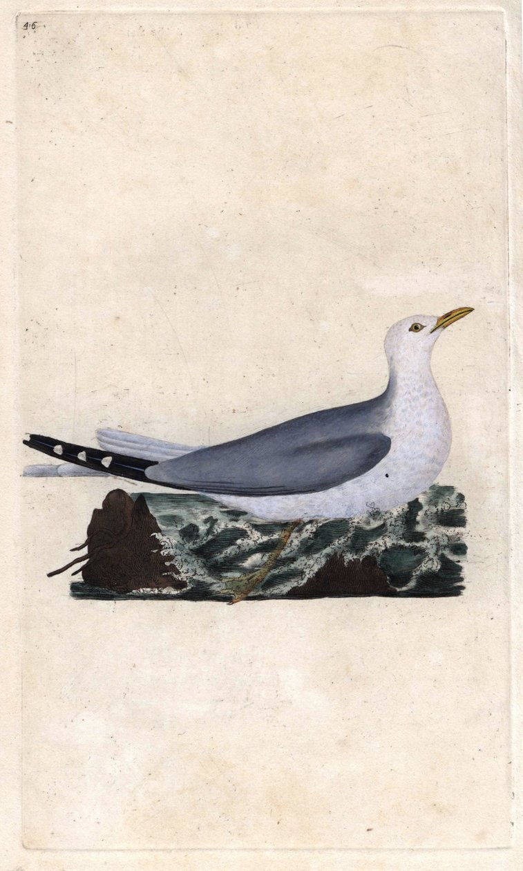 Goeland ash。Larus canus.エドワード・ドノヴァン(1768-1837)による銅版画、Histoire naturelle des oiseaux britanniques, Londonに掲載。 作： エドワード・ドノヴァン