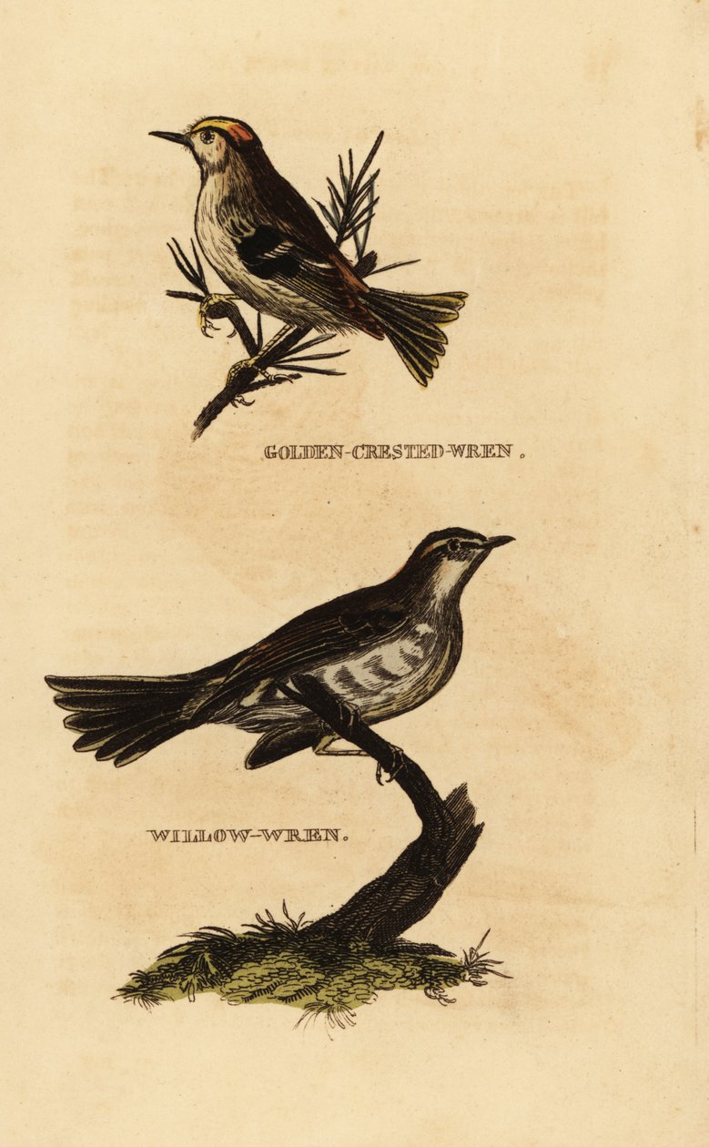 ゴールドクレスト（Regulus regulus）、ヤナギムシクイ（Phylloscopus trochilus）。 作： エドワード・ドノヴァン