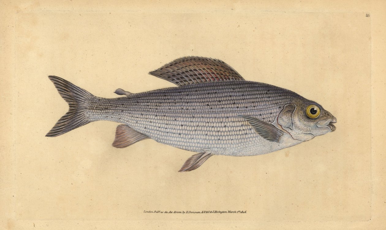 グレイリング、Thymallus thymallus（Salmo thymallus）。エドワード・ドノバンが、ロンドンのDonovan and F.C. and J. Rivington社の『Natural History of British Fishes』から手書きで描いて彫った色付き銅版画。 作： エドワード・ドノヴァン