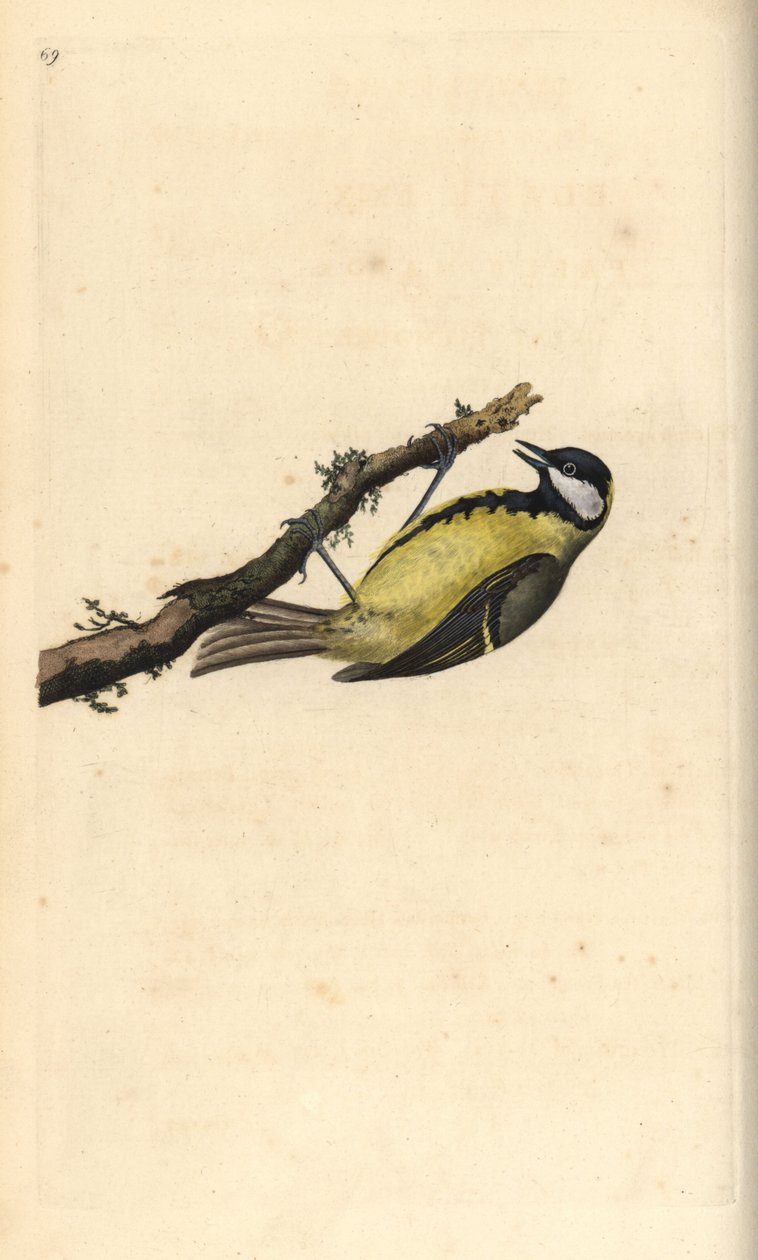シジュウカラ（Parus Major）。エドワード・ドノバンがロンドンで出版された自作の「英国鳥類自然史」から描いて彫った手彩色の銅版画 作： エドワード・ドノヴァン