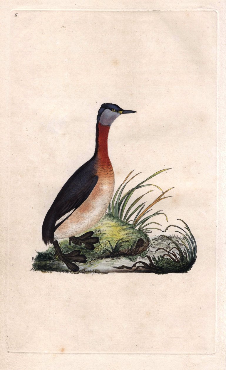 鳰の元気な姿。Podiceps grisegena（Podiceps ruficollis）。エドワード・ドノヴァン（1768-1837）による銅版画、Histoire naturelle des oiseaux britanniques, Londonに掲載されたもの。 作： エドワード・ドノヴァン