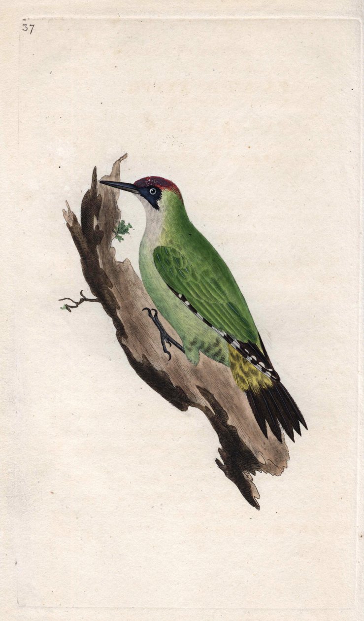 アオゲラ。Picus viridis.エドワード・ドノヴァン(1768-1837)による銅版画、Histoire naturelle des oiseaux britanniques, Londonに掲載。 作： エドワード・ドノヴァン